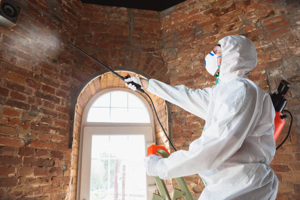 Why You Should Choose Our Mold Remediation Services in East Alton, IL